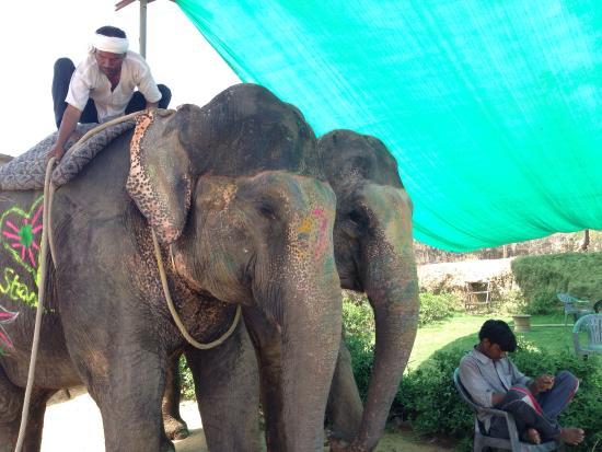 Elephant Activity Planner